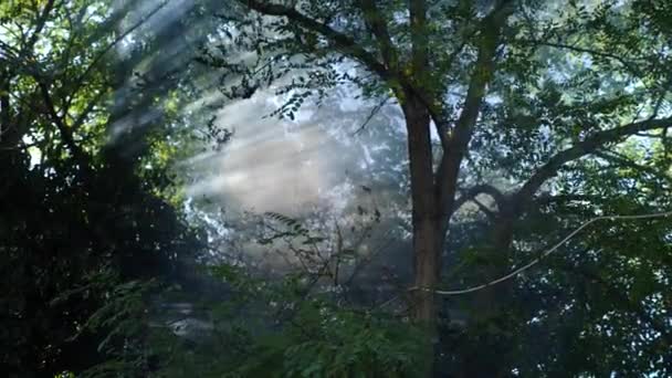 森林火災の破局的な結果。消火は、水の流れ、森の飛沫や煙、4 k、スローモーション撮影します。クローズ アップ — ストック動画