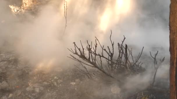 Katastrofální následky lesních požárů. hašení požáru v lese, proud vody, šplouchání a kouř, 4k, zpomalené střílení. detail — Stock video