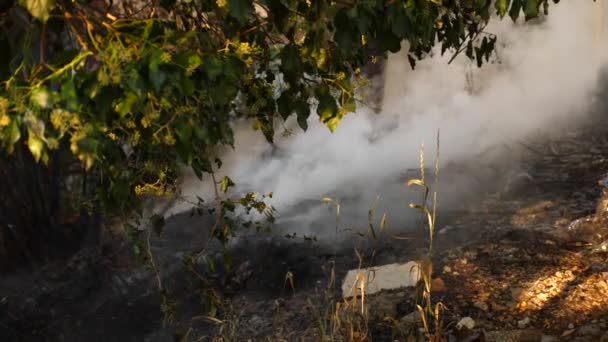 Conséquences catastrophiques des incendies de forêt. extinction d'incendie dans la forêt, un ruisseau d'eau, éclaboussures et fumée, 4k, tir au ralenti. gros plan — Video