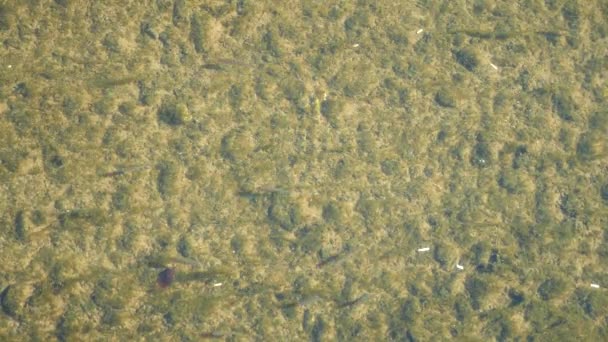 Uma vista de cima, um rebanho de fritar na água clara de um rio raso. 4k, câmera lenta — Vídeo de Stock