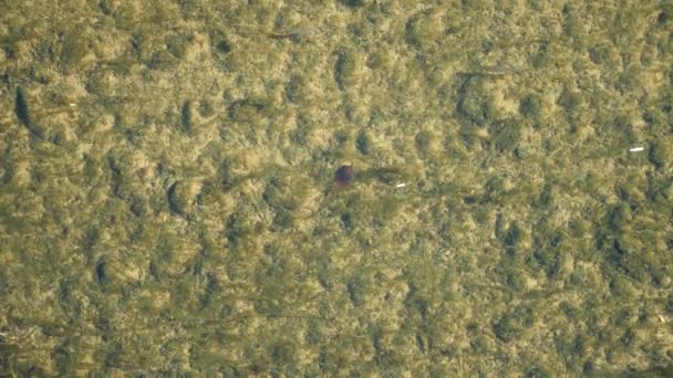 Una vista desde arriba, una bandada de alevines en el agua clara de un río poco profundo. 4k, cámara lenta — Vídeo de stock