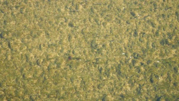 Una vista desde arriba, una bandada de alevines en el agua clara de un río poco profundo. 4k, cámara lenta — Vídeos de Stock