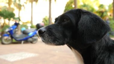 Kalabalık caddede yalvarıyor evsiz köpekleri. 4k, ağır çekim,