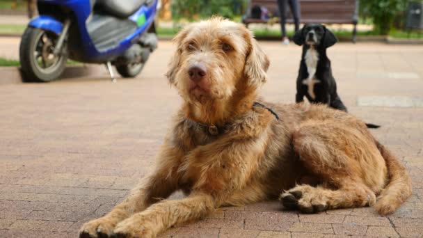 Dakloze honden bedelen in drukke straat. 4k, slow-motion, — Stockvideo
