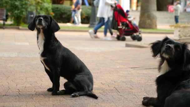 Dakloze honden bedelen in drukke straat. 4k, slow-motion, — Stockvideo