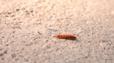 Beton kapak üzerinde sürünen güzel caterpillar video kapatın. 4k, ağır çekim silah, uzay kopyalama
