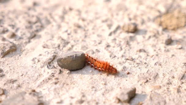 Feche o vídeo da bela lagarta rastejando sobre a tampa de concreto. 4k, tiro em câmera lenta, espaço de cópia — Vídeo de Stock