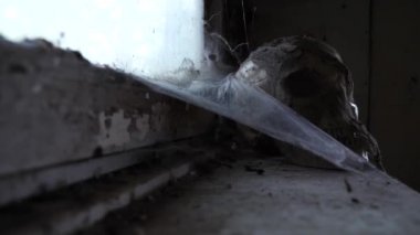 Terk edilmiş bir evde bir örümcek ağı ile Antik kafatası. 4k, kopya alanı