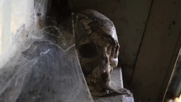 Ancient Skull en una casa abandonada con una telaraña. 4k, espacio de copia — Vídeos de Stock