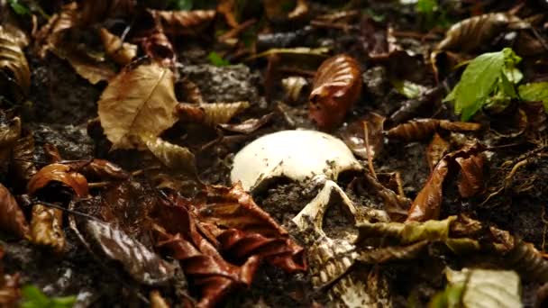 Lebka v zemi v dešti mezi padlými špinavé listy. 4 k. prostor pro kopírování — Stock video