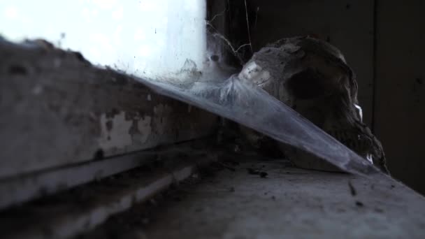 Ancient Skull en una casa abandonada con una telaraña. 4k, espacio de copia — Vídeos de Stock