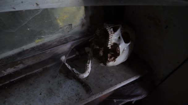 Ancient Skull en una casa abandonada con una telaraña. 4k, espacio de copia — Vídeos de Stock