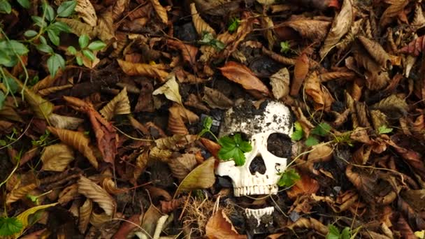 A skull in the ground amid the fallen foul foliage. 4k. copy space — Stock Video