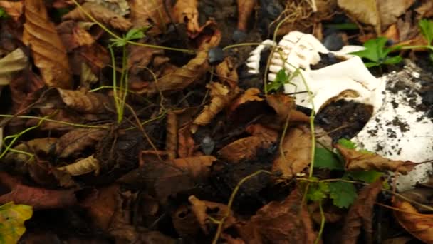 Un cráneo en el suelo en medio del follaje sucio caído. 4k. espacio de copia — Vídeo de stock