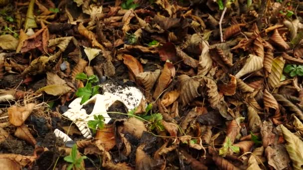 un crâne dans le sol au milieu du feuillage fauché tombé. 4k. espace de copie 