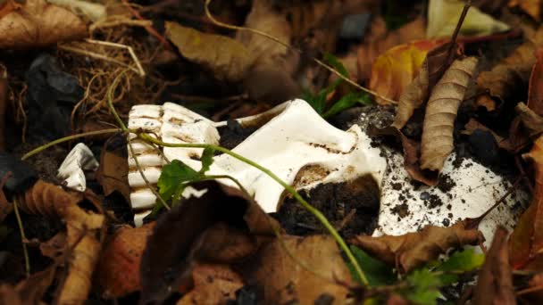un crâne dans le sol au milieu du feuillage fauché tombé. 4k. espace de copie 