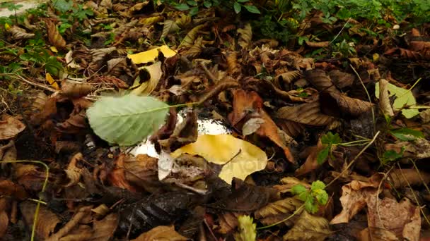 Череп в земле среди опавшей листвы. 4k. копировальное пространство — стоковое видео
