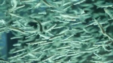 Güzel bir mavi su Garra rufa spa balık. 4k, kopyalama, ağır çekim alanı