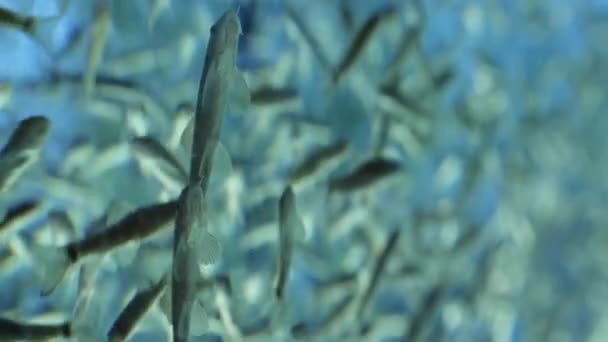 Spa de pescado con Garra rufa en un hermoso agua azul. 4k, espacio para copiar, cámara lenta — Vídeos de Stock