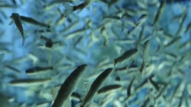 Pesce spa con Garra rufa in una bella acqua blu. 4k, spazio per la copia, rallentatore — Video Stock