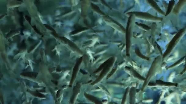 Рыбный спа с Garra rufa в красивой голубой воде. 4k, место для копирования, медленное движение — стоковое видео