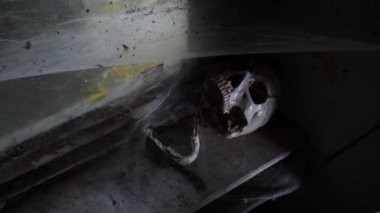 Terk edilmiş bir evde bir örümcek ağı ile Antik kafatası. 4k, kopya alanı