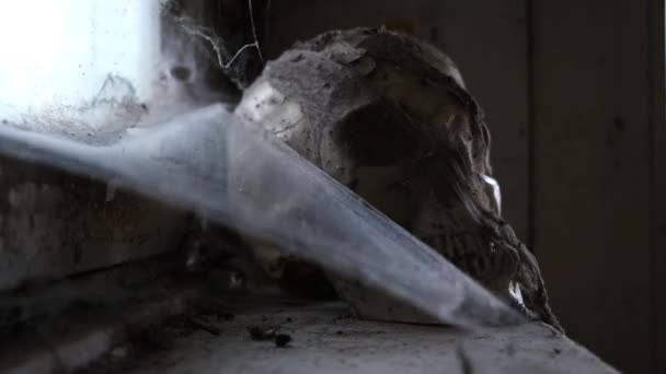 Ancient Skull en una casa abandonada con una telaraña. 4k, espacio de copia — Vídeos de Stock