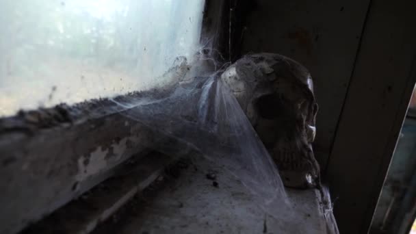 Ancient skalle i ett övergivet hus med ett spindelnät. 4k, kopia utrymme — Stockvideo