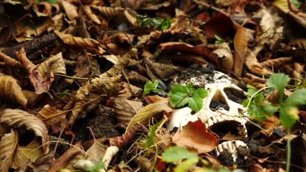 Un crâne dans le sol au milieu du feuillage fauché tombé. 4k. espace de copie — Video