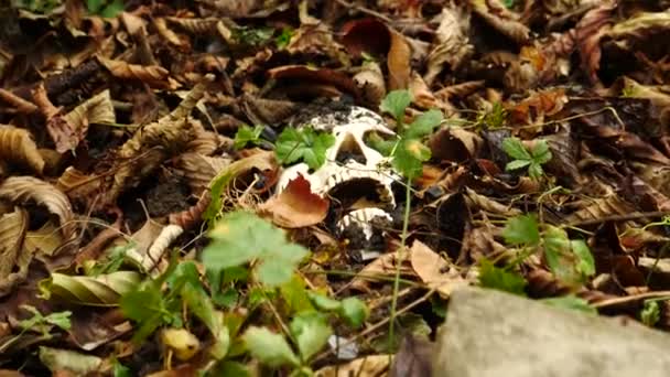 Un crâne dans le sol au milieu du feuillage fauché tombé. 4k. espace de copie — Video