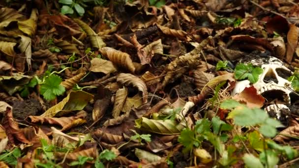 Un teschio nel terreno in mezzo al fogliame caduto. 4k. copia spazio — Video Stock