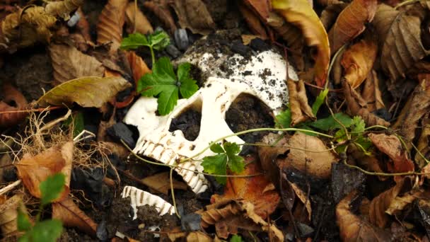 A skull in the ground amid the fallen foul foliage. 4k. copy space — Stock Video