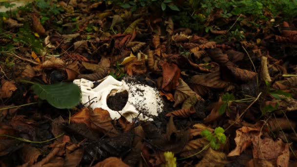 A skull in the ground amid the fallen foul foliage. 4k. copy space — Stock Video