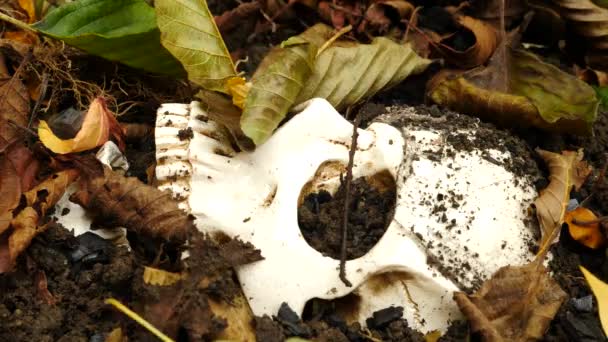 Un cráneo en el suelo en medio del follaje sucio caído. 4k. espacio de copia — Vídeo de stock