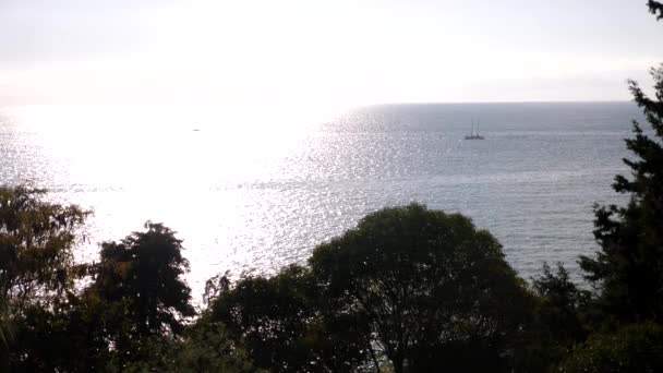 4K Silhouette d'arbre sur fond de mer et ciel, vue sur une île tropicale, paysage océanique loisirs — Video