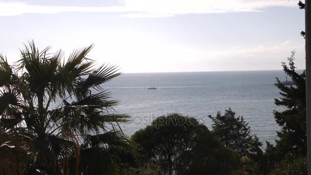 4K Silhouette d'arbre sur fond de mer et ciel, vue sur une île tropicale, paysage océanique loisirs — Video