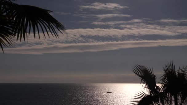 4K Palmun siluetti merta ja taivasta vasten, näkymä trooppiselle saarelle, merimaiseman virkistys — kuvapankkivideo