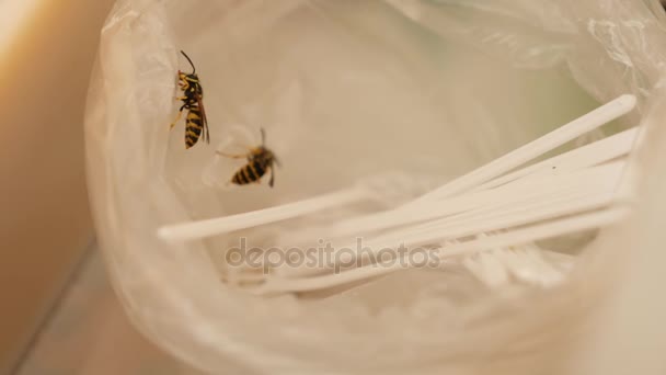 A darazsak a továbbra is a mézet gyűjtenek eldobható kanál méz ízű a. 4k, lassú mozgás — Stock videók