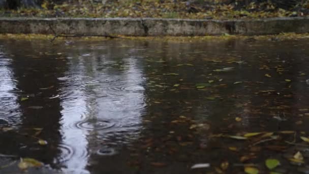 Fallende Laubstropfen in einer Pfütze mit abgefallenen Blättern. 4k, das verzögerte Schießen. — Stockvideo