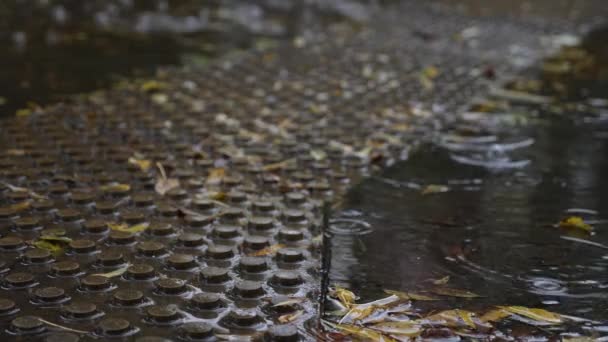 Gotas de hojas caídas en un charco con hojas caídas. 4k, el tiroteo retrasado. un camino para los ciegos — Vídeos de Stock