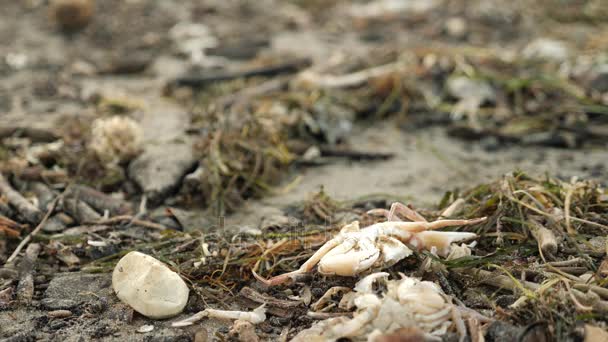 Cangrejos muertos, algas, mariscos y basura en la playa. 4k, cámara lenta — Vídeos de Stock