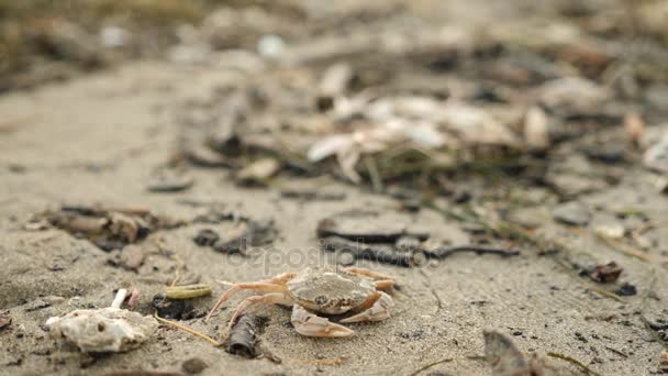Мертвые крабы, водоросли, моллюски и мусор на пляже. 4k, slow motion — стоковое видео