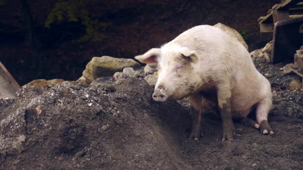 Porco rosa deitado na lama no chão de perto. 4k, câmera lenta — Vídeo de Stock