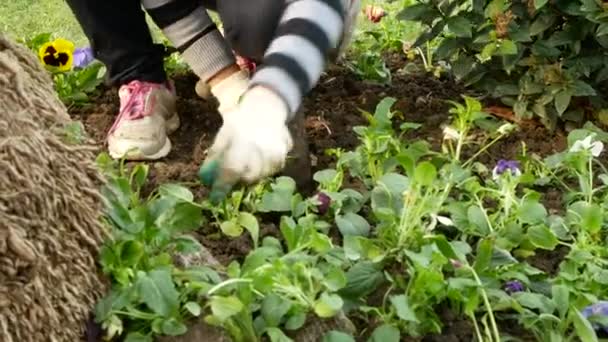 Gartenarbeiter pflanzen Setzlinge. Landschaftspflege der städtischen Straßen. 4k. — Stockvideo