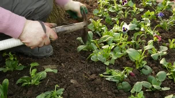 Gartenarbeiter pflanzen Setzlinge. Landschaftspflege der städtischen Straßen. 4k. — Stockvideo