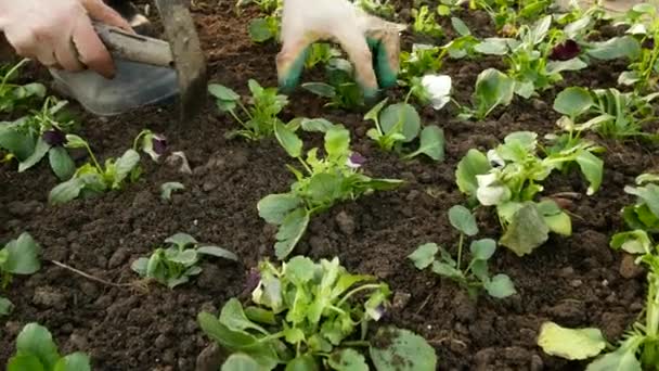 庭園の労働者は、苗を植えます。街の美化。4 k. — ストック動画