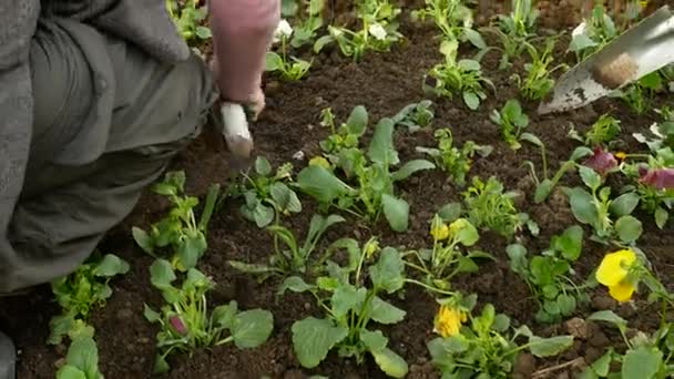 Travailleurs du jardin Planter des semis. aménagement paysager des rues de la ville. 4k . — Video