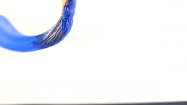 biri beyaz bir kağıda boya çizer. bir Püskül close-up. 4k, ağır çekim, mavi deniz beyaz bir kağıda çizer.