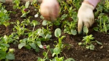 Fidan dikim Bahçe işçiler. Şehir sokaklarında peyzaj. 4k.