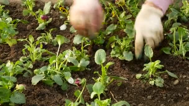 Gartenarbeiter pflanzen Setzlinge. Landschaftspflege der städtischen Straßen. 4k. — Stockvideo